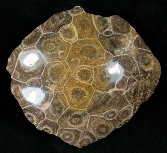 Polished Fossil Coral Head - Very Detailed #14650